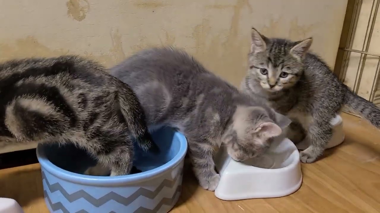 Dobbies second litter 4 Brothers playing 