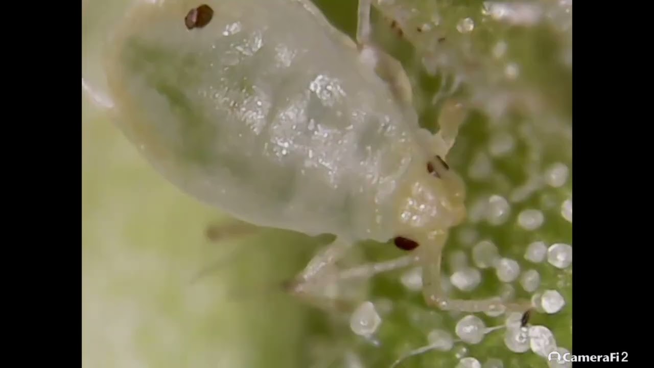 Pulg&oacute;n caminando sobre los tricomas del cannabis
