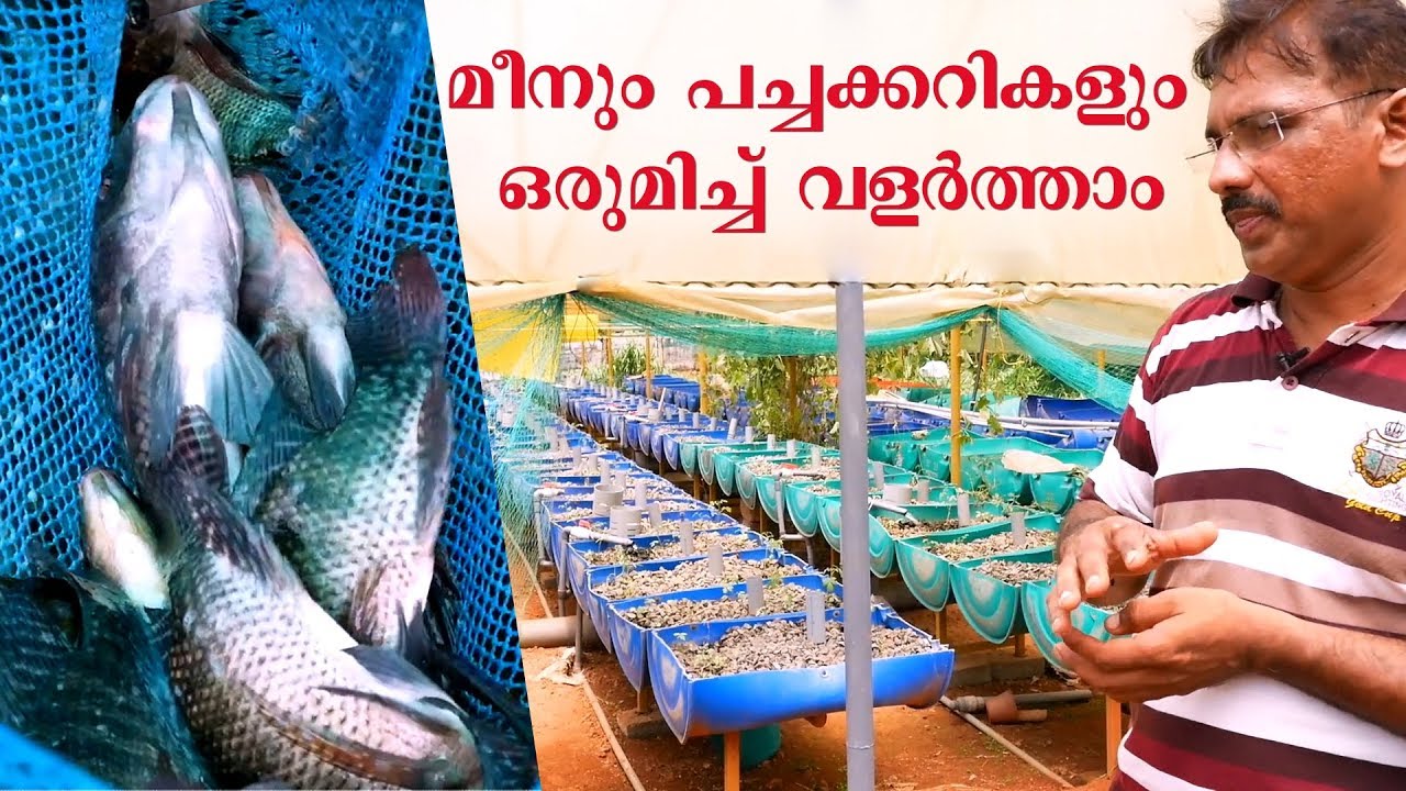 Aquaponics | Fish Farming | Palakkad |  മണ്ണ്‌ പുരളാത്ത കൃഷി