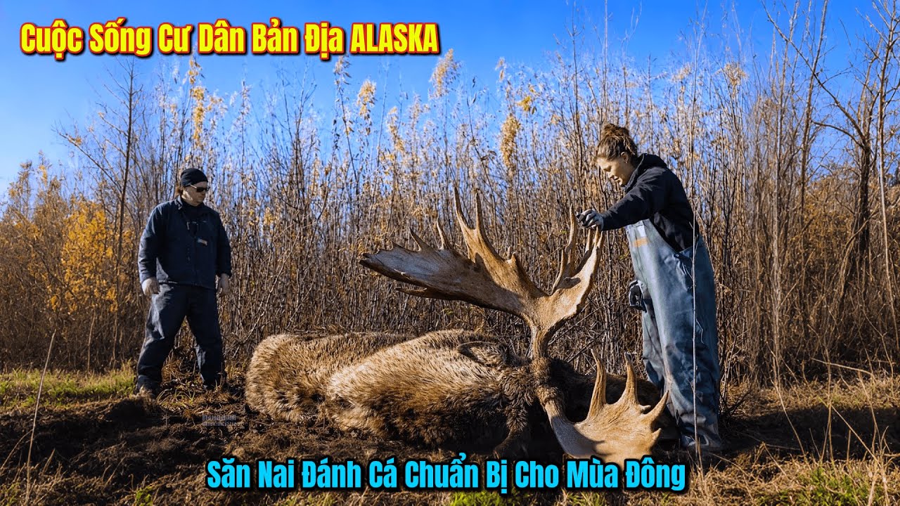 Thợ Săn Bản Địa Alaska: Đối Đầu Mùa Đông Bằng CÁ & Nai Sừng Tấm