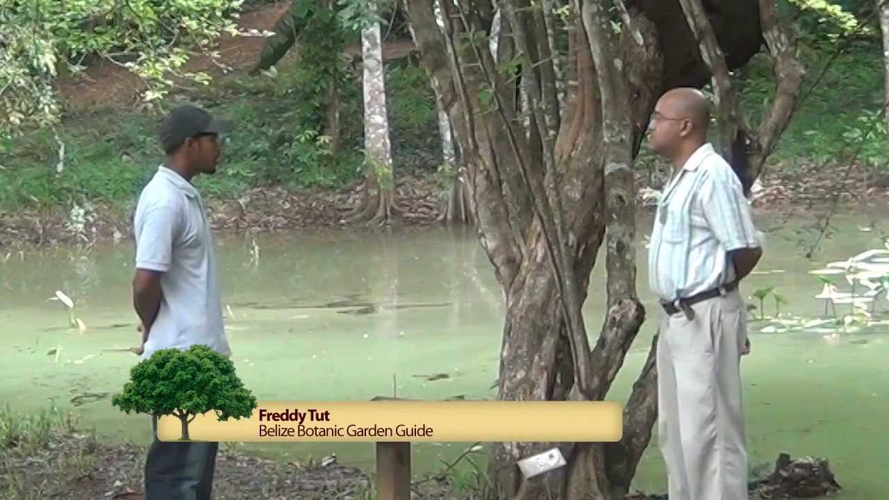 Belize's Logwood: The dye of kings