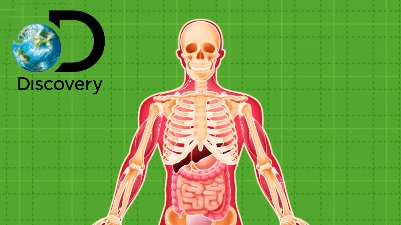 Discovery (Budge World) - Learn about Body, Dinosaur and Robot