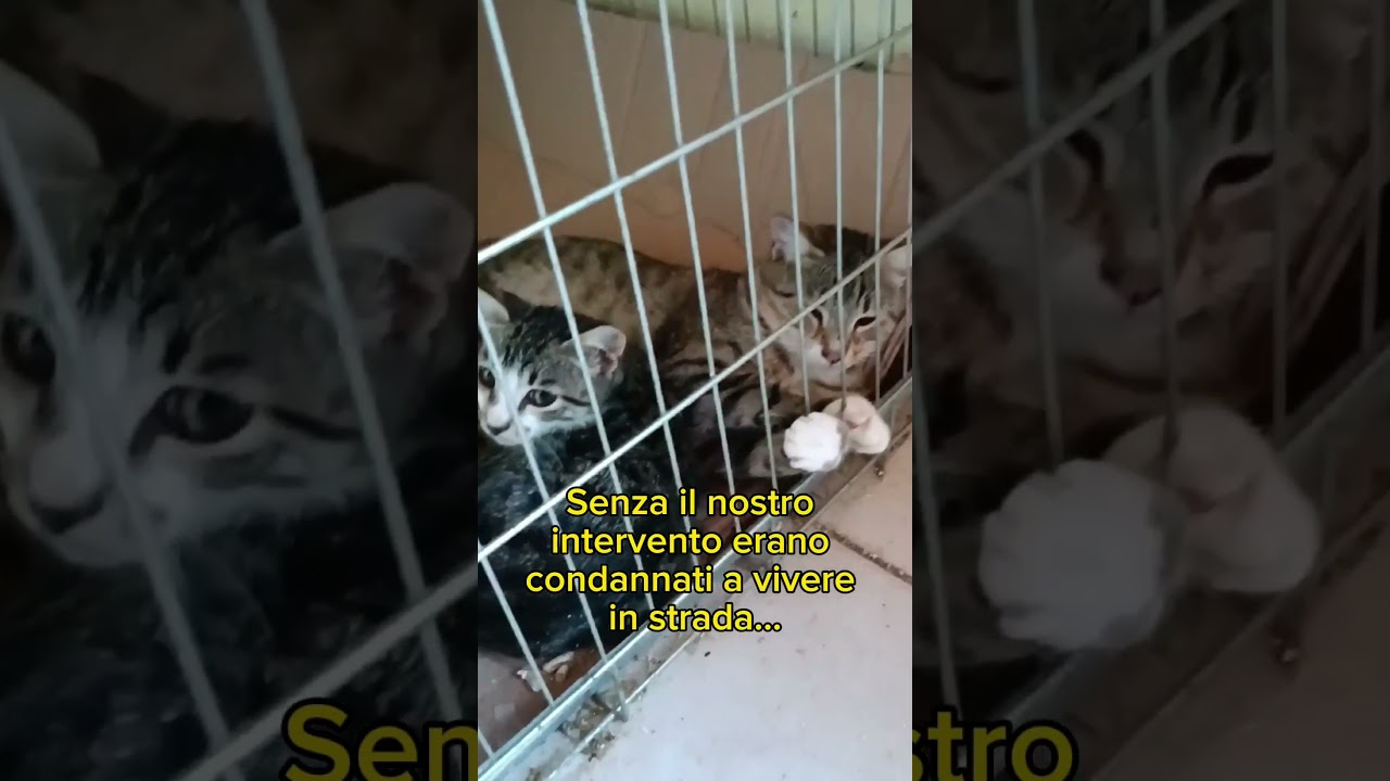 Mila e Tommy vivono dimenticati in gabbia 