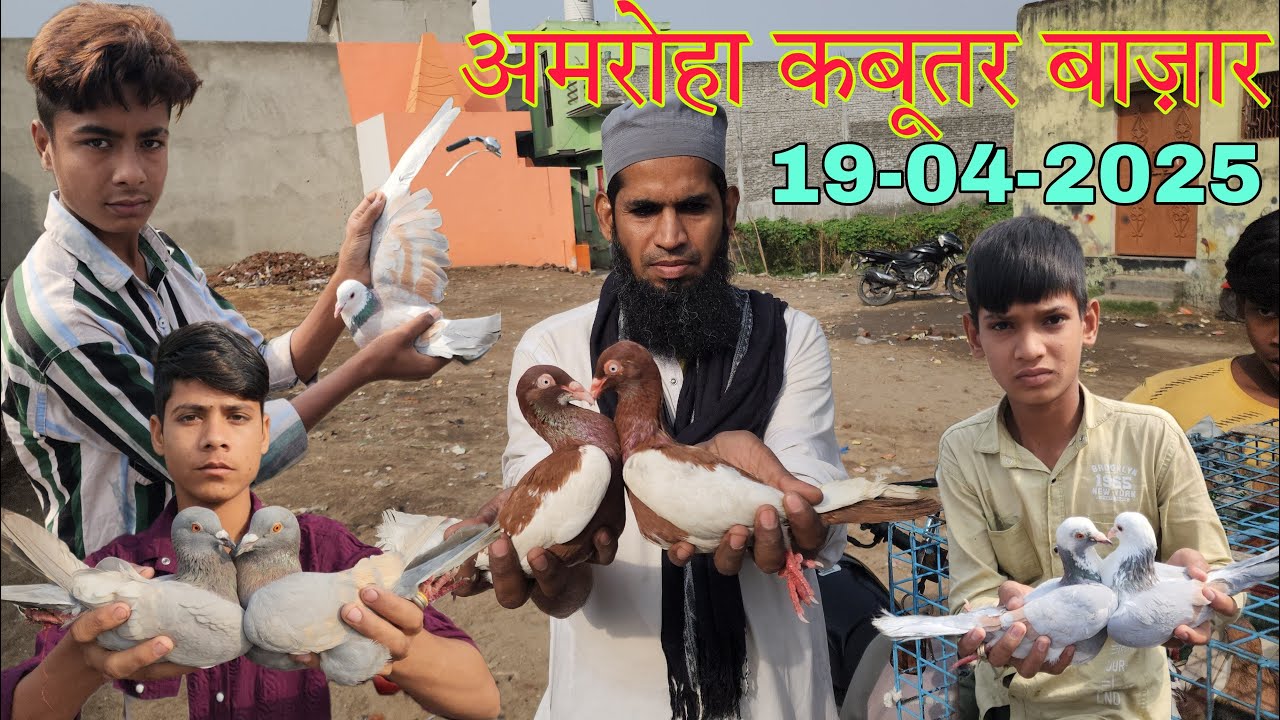 Amroha kabootar market 🕊️ 19-04-2025. अमरोहा कबूतर बाज़ार। Gola kabootar market