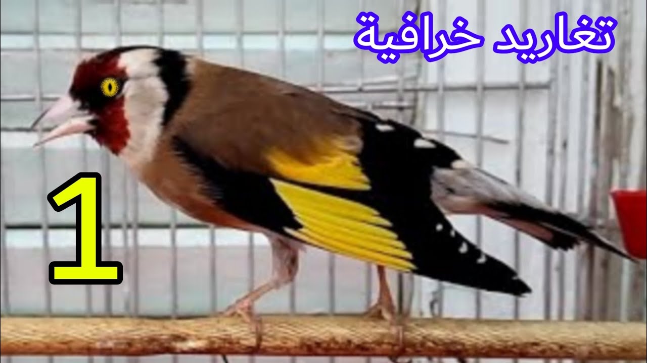 أقوى تغريد يجعل الحسون يغرد نار 🔥🔥 لا تسمعه لطائرك سيجن عند سماعه
