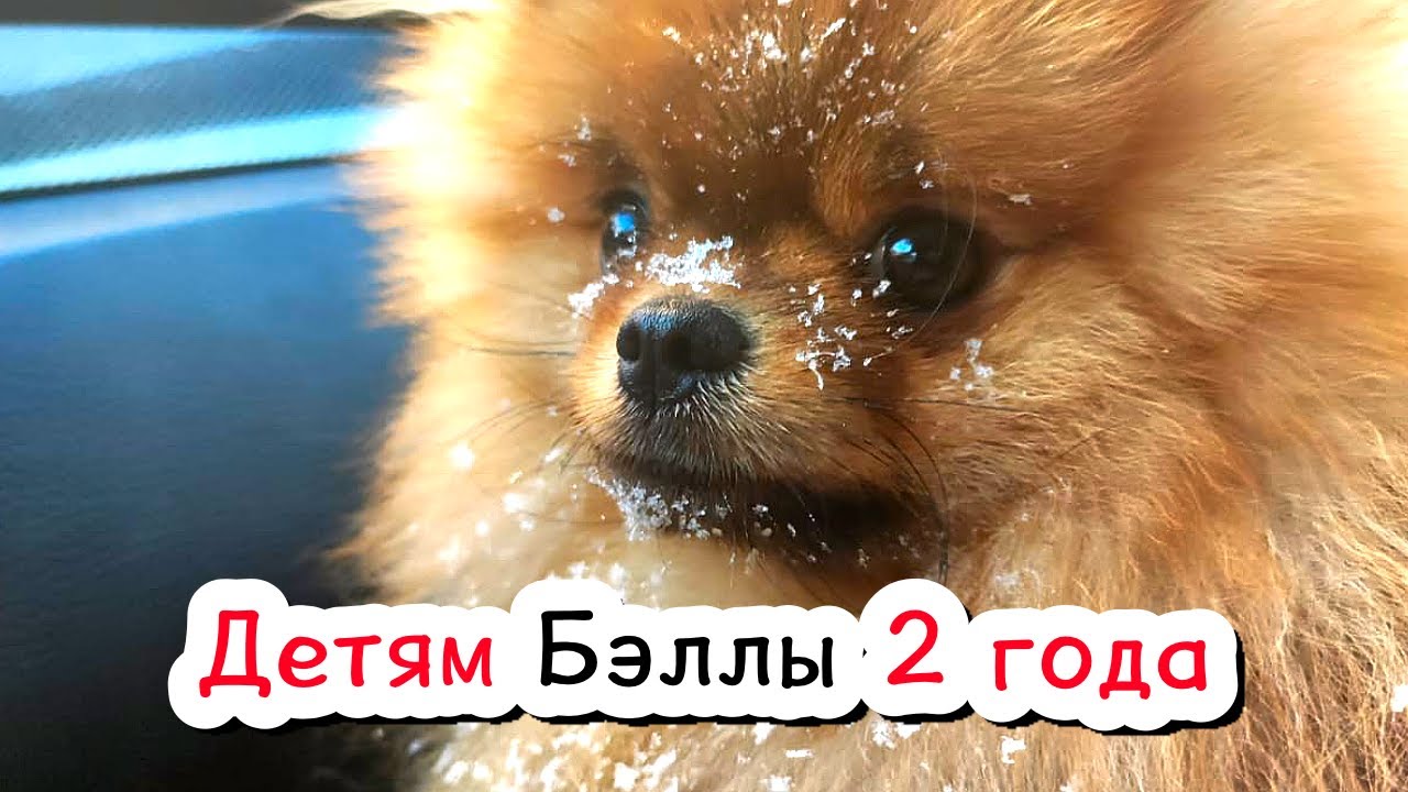 Щенкам Бэллы 2 года. Шпицы Крепыш, Малыш, Рыжулька, Певунья