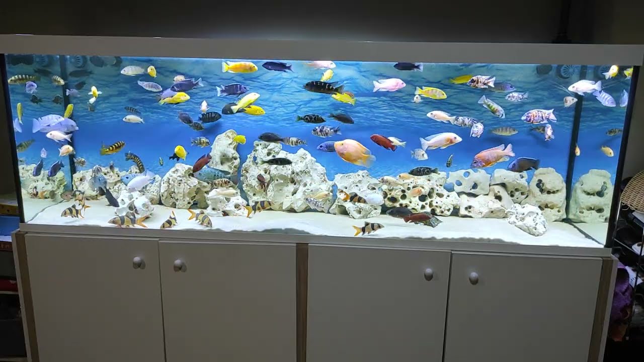 ¿Mezclar mbunas con aulonacaras o haplos? Pros y contras , ciclidos africanos Malawi 600 litros 
