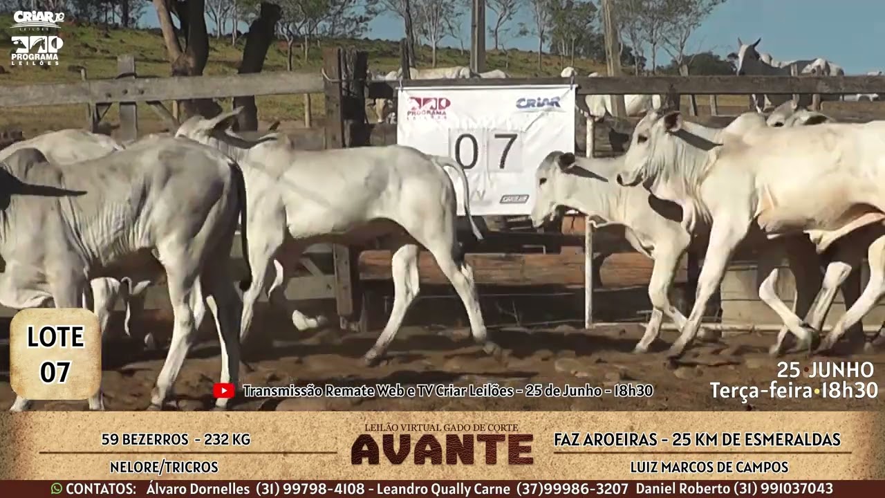 LOTE 07