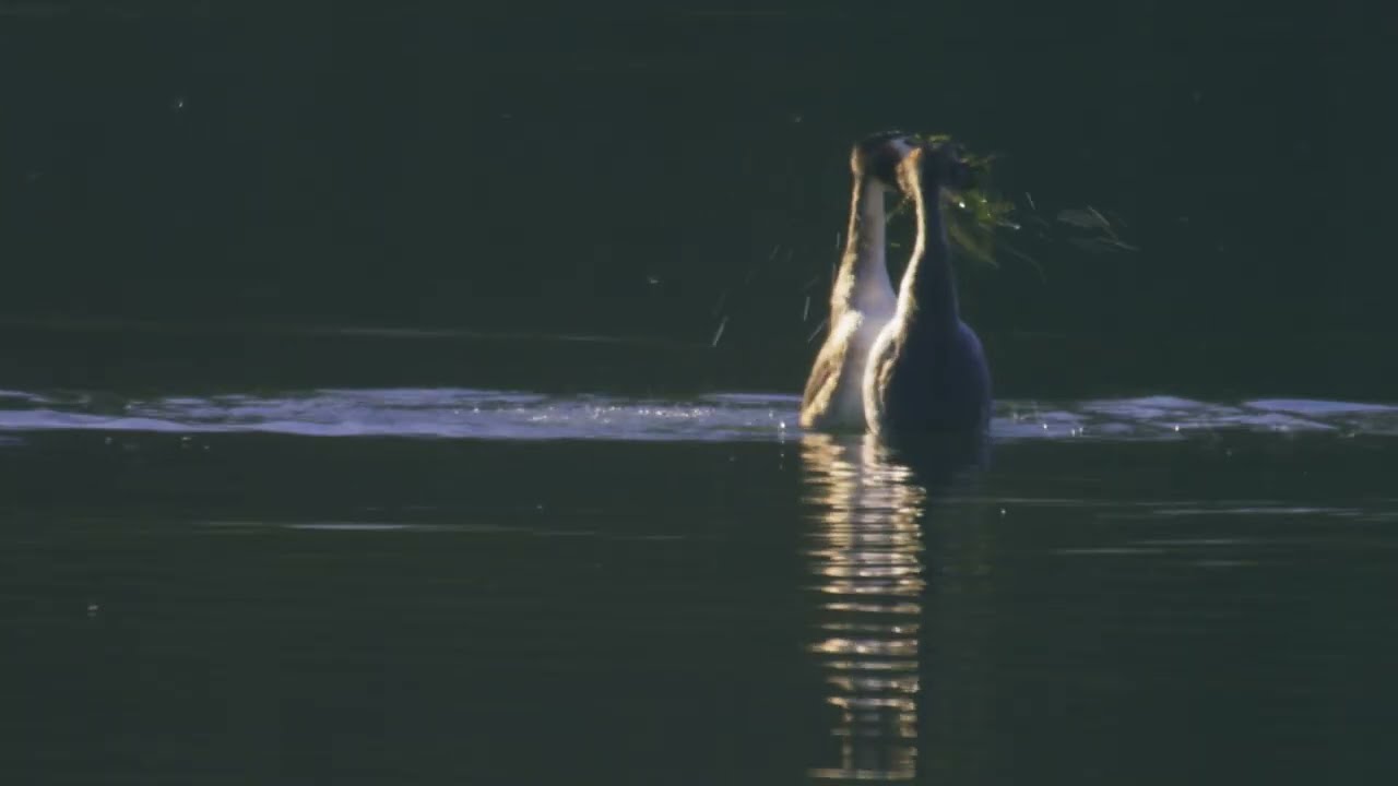 Best of 2025 Wildlife Reel | UK Natural History Cinematography