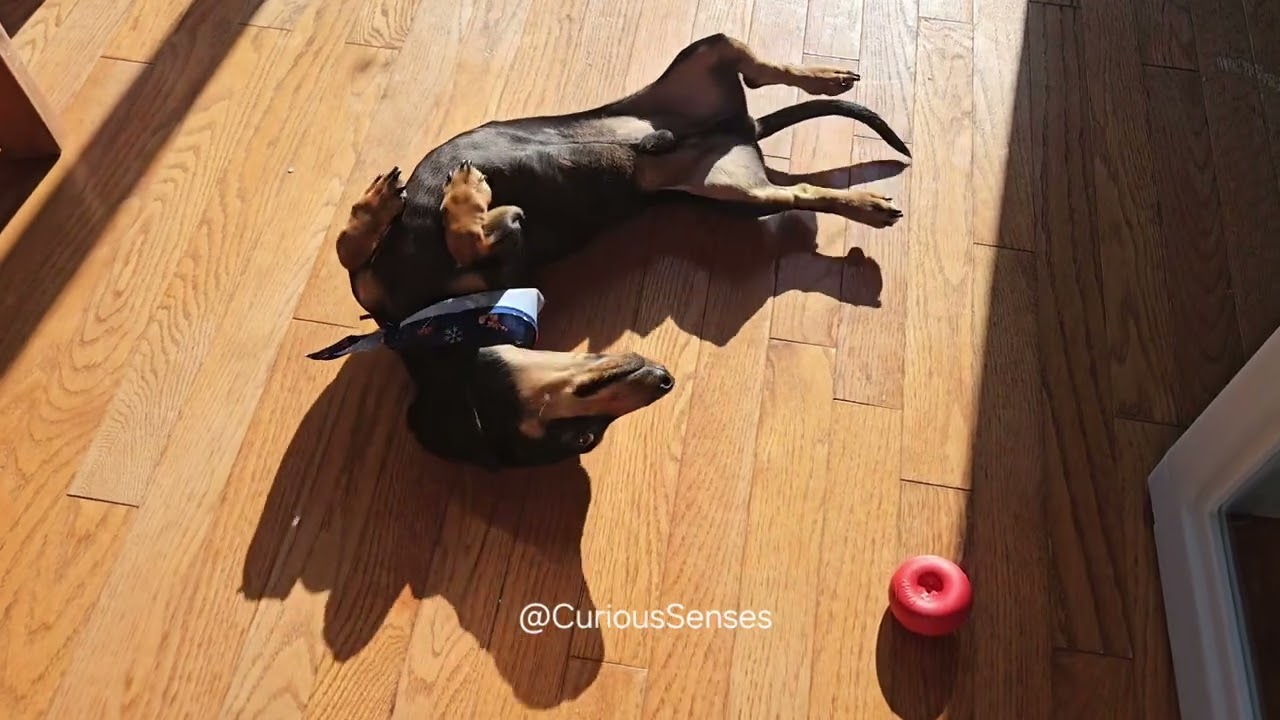 Funny Minidachshunds Crazy Day🥰  #funnydogsvideo #dachshunds