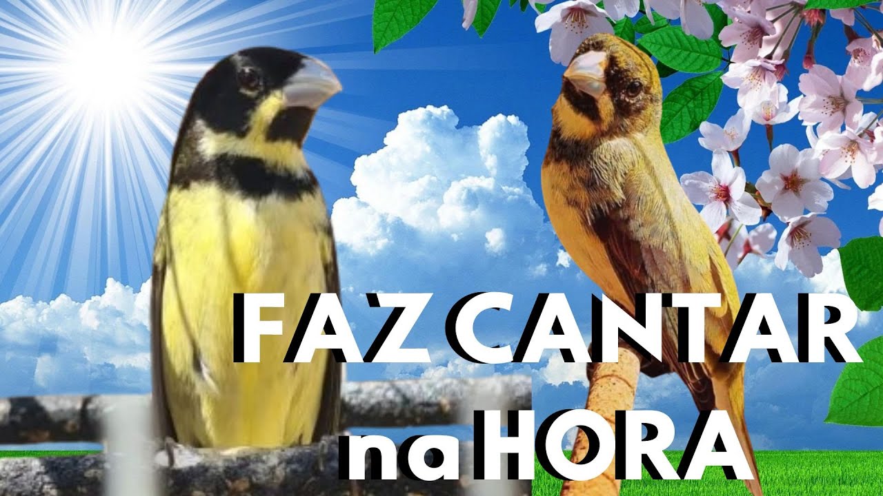 FAÇA O TESTE ESQUENTAR PAPA CAPIM CANTANDO TUI TUI 🔥PIADO DE FÊMEA DE PAPA CAPIM