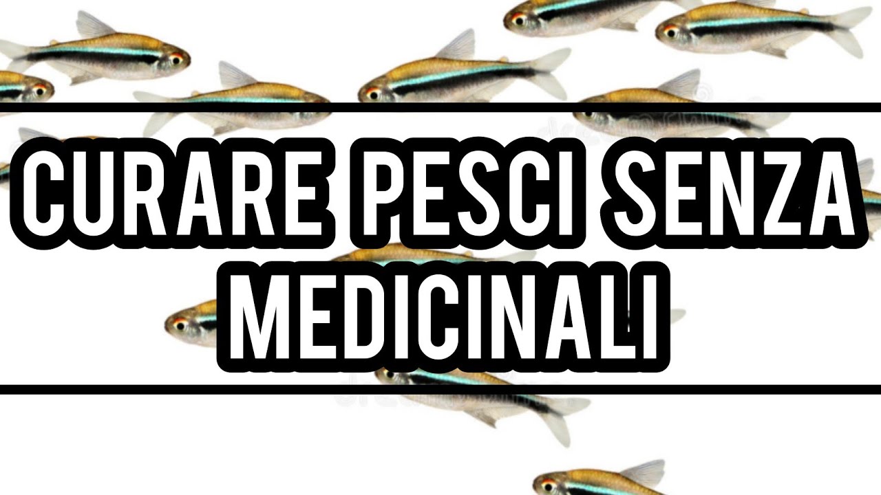 Curare malattie nei pesci SENZA MEDICINALI.