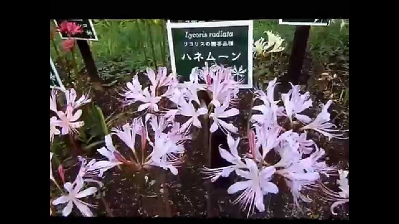 リコリス園芸種( 2014. 9. 3 )小田原フラワーガーデンにて