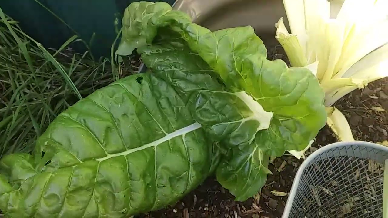 Garden Update #9!!  A potato and cabbage and more Silverbeet!!  Wednesday 5th of November 2025!!