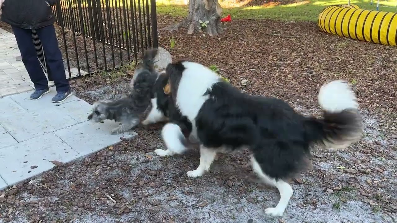 Bunny Game with Luna and the Collies
