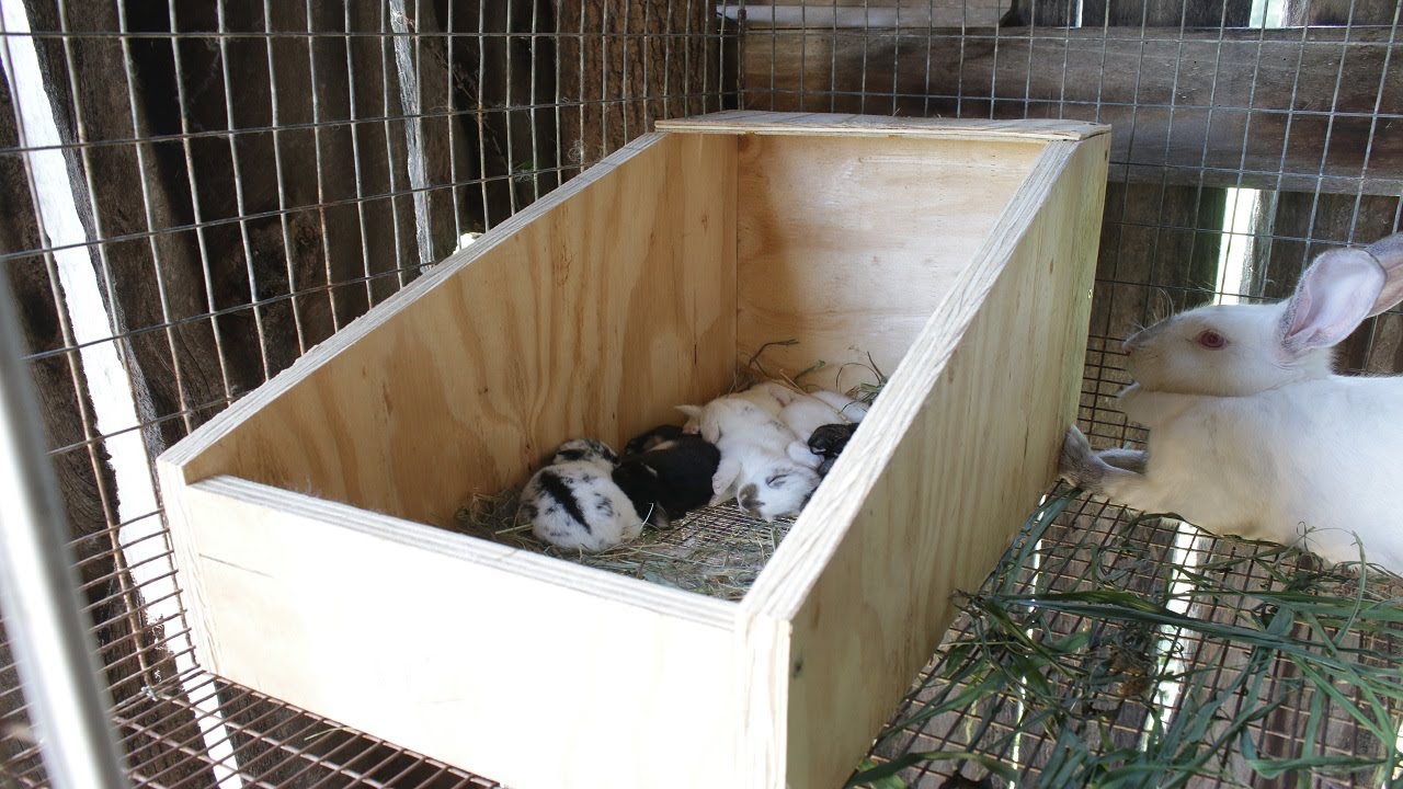 Rabbit Nesting Box DIY