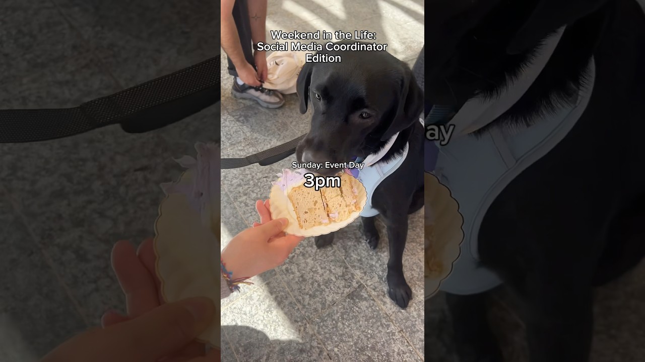 I Helped Plan a DOG EVENT?! 🐾🐶🎀 #cutedogs #eventvlog #weekendinmylife