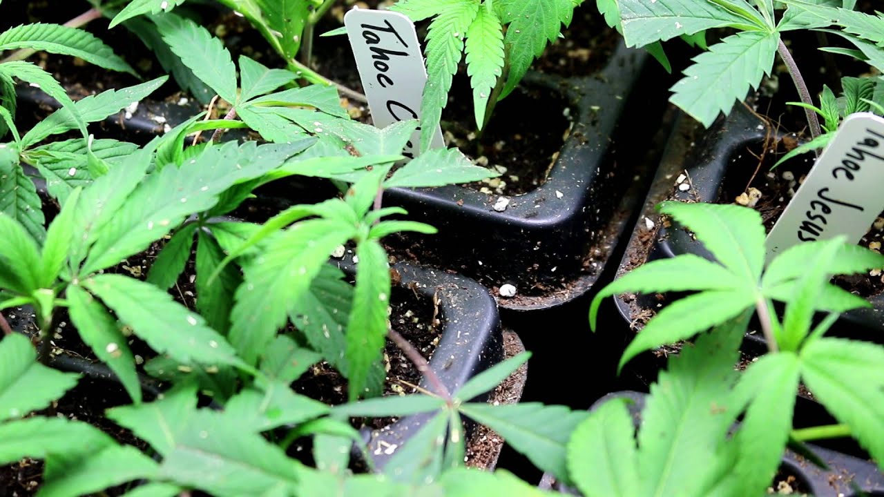 Ants in Propagation Follow Up 3 Days Later - Dominatrix Genetics