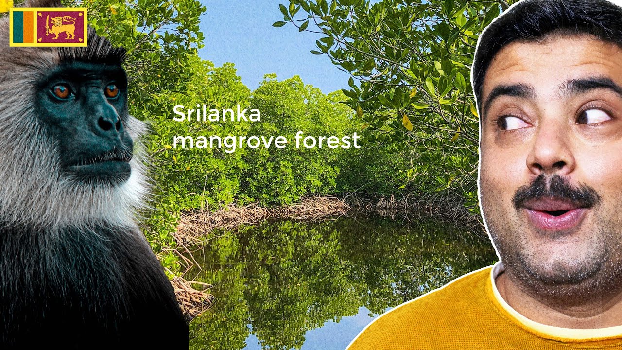 EP 12 : Bentota River Safari | Sri Lanka's Mangrove Forest | Travel Vlog | MY FAV COUNTRY