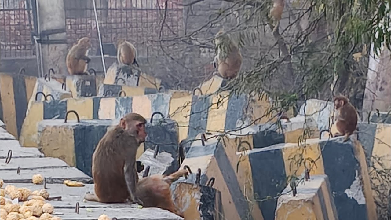 #monkeyfeeding #monkeykhana #monkey 