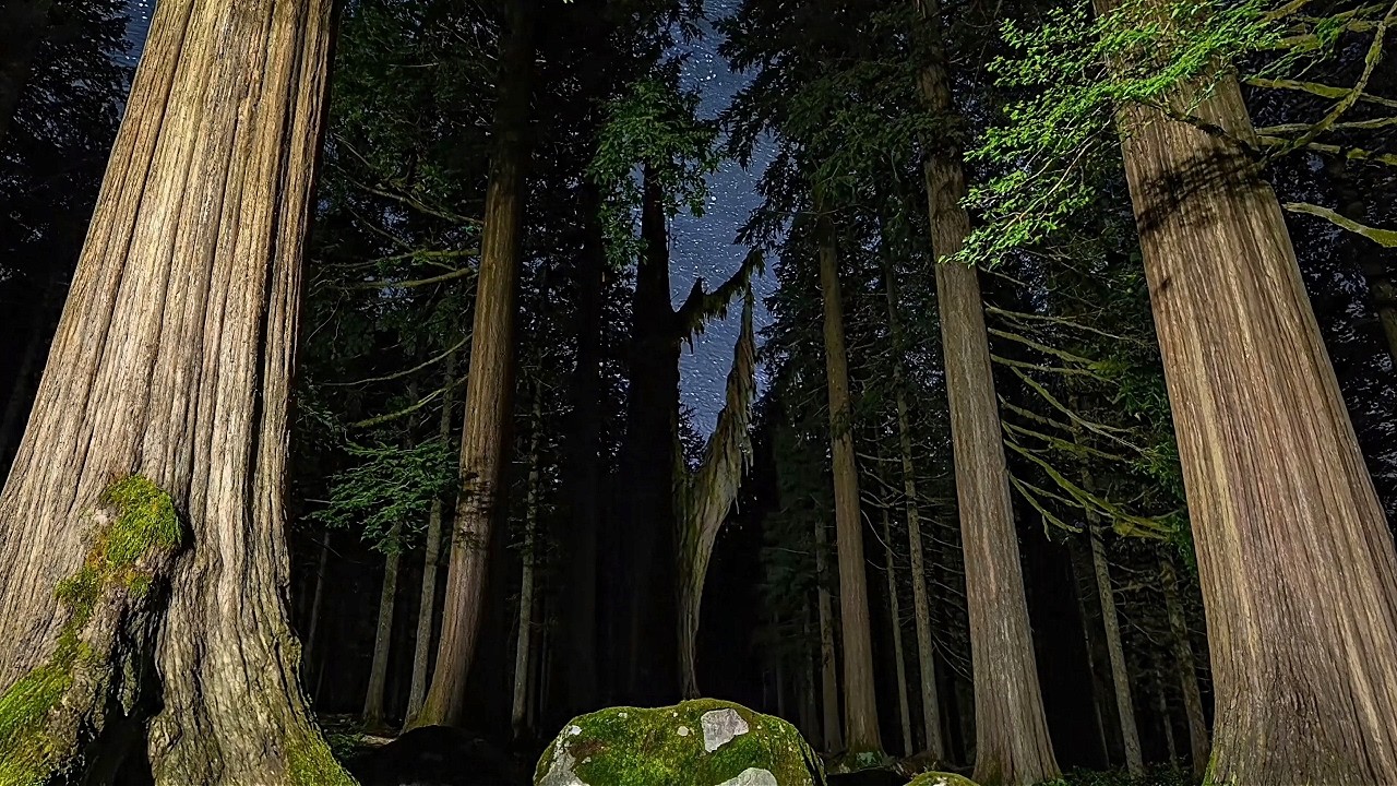 Quiet Forest Light  Deep Nature Calm Cello & Soft Piano | Nature Calm 4K #12