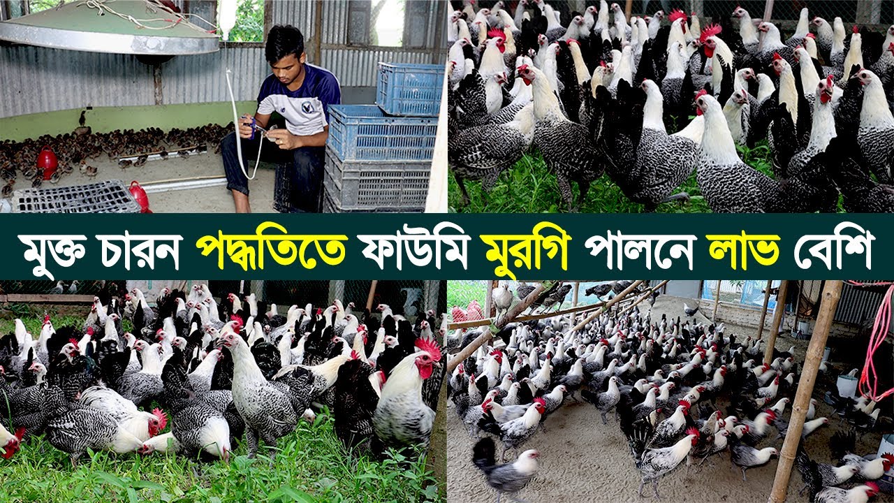 মুক্ত চারন পদ্ধতিতে ফাউমি মুরগি পালনে লাভ বেশি। কি কারনে মুরগি পালনে লস হয়ে থাকে।Fowomi morgi