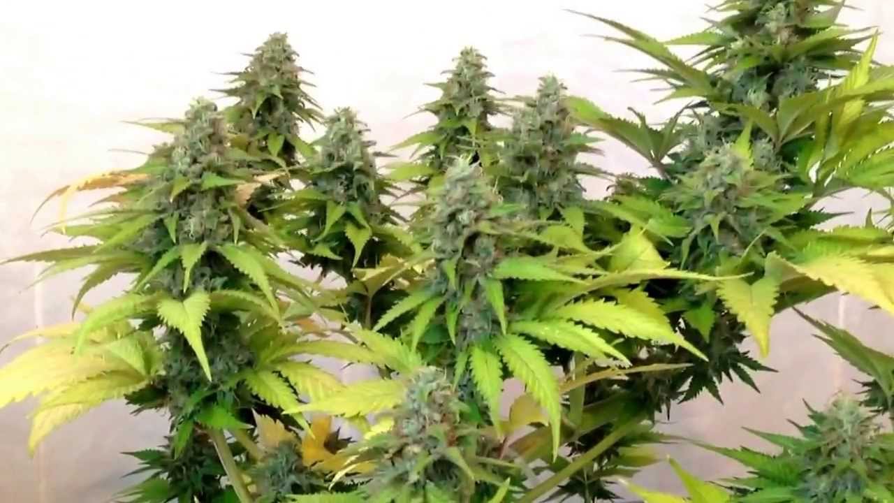 Fruit spirit day 40 & Dinachem aka Chemdog (Veg)