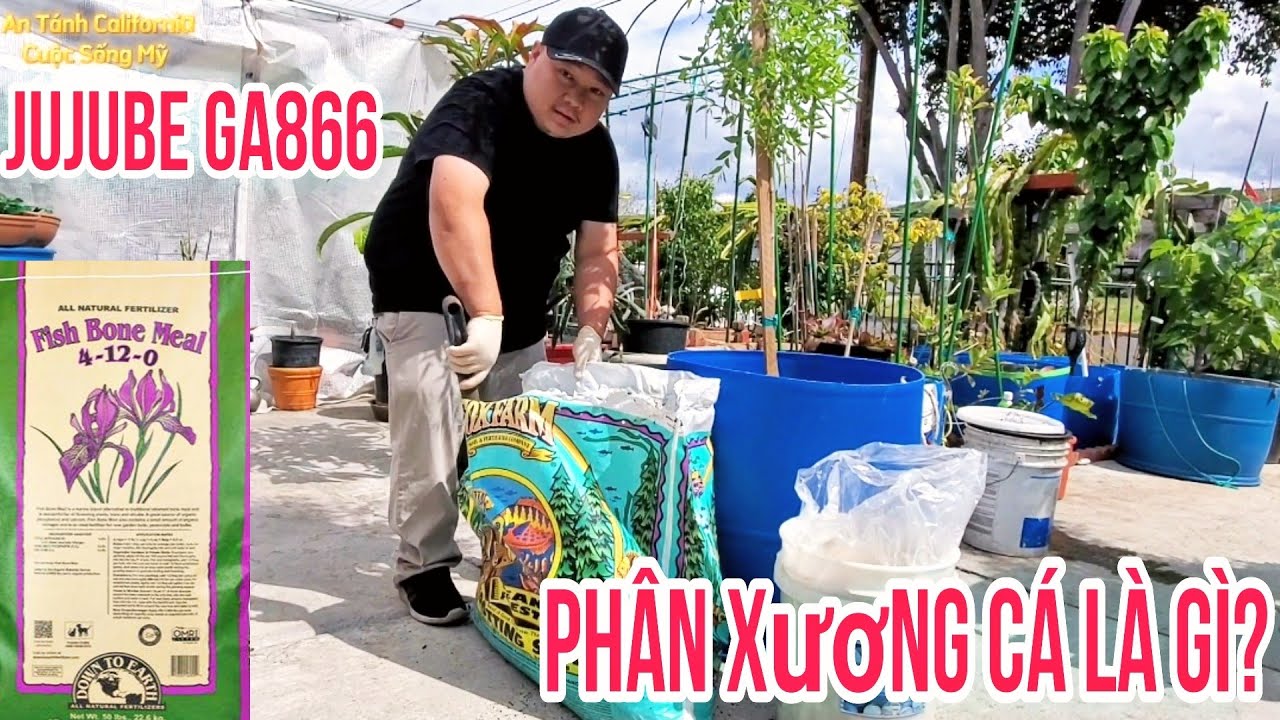 What's Fish Bone Meal? How to fertile Jujube Phân xương cá là gì? Chia Sẻ Bón Phân Cho Táo Tàu GA866