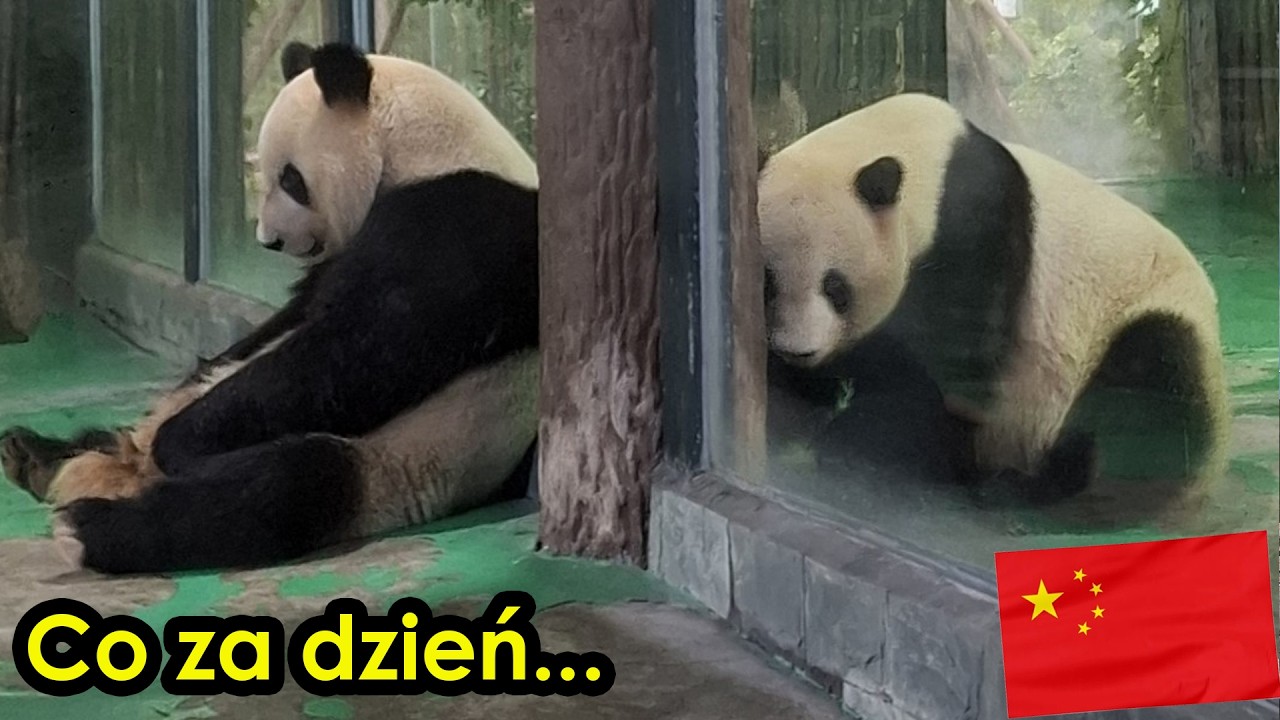 Chiny 19 - Panda, Ogrody Yu, najstarsza świątynia i zostaliśmy wyproszeni z samolotu... Szanghaj cd.