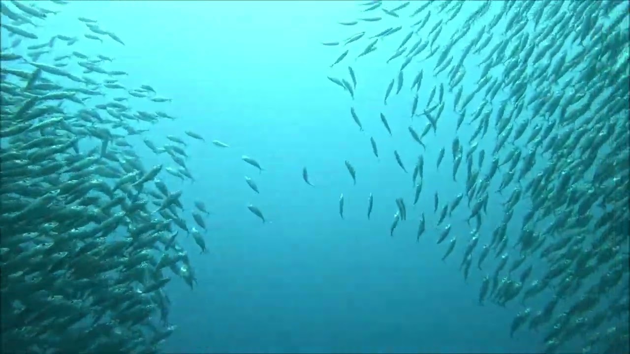 Bait Ball Bonaire