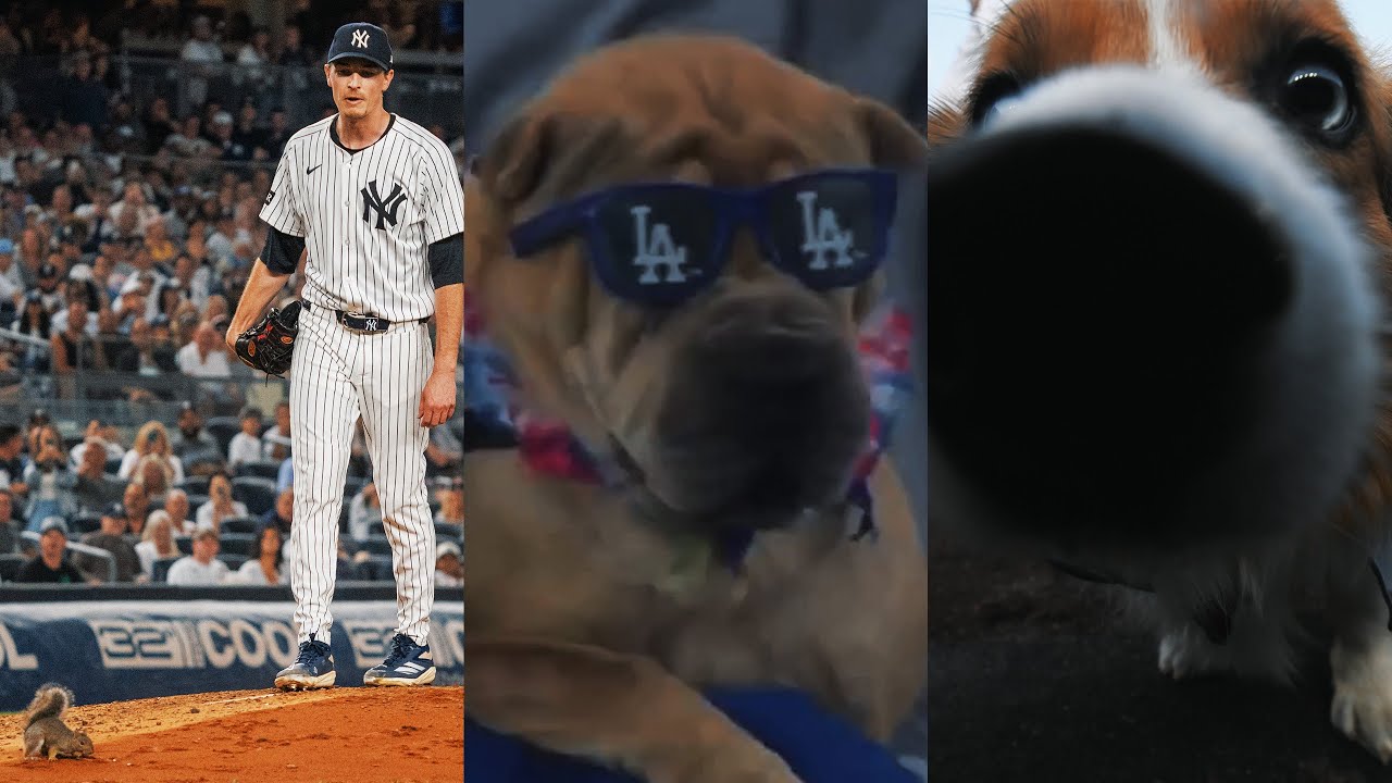 Лучшие моменты MLB с животными в 2025 году! (С собаками, кроликами, белками и другими!)