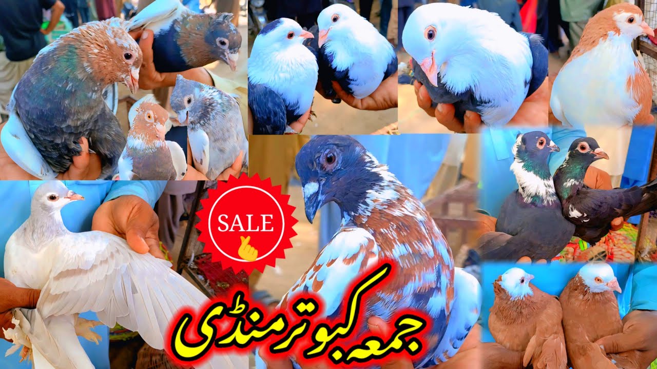 FRIDAY Pigeon Market Rates Updates | New Rangen Kabootar Mandi | Pigeons Video | Colorfull Kabootar