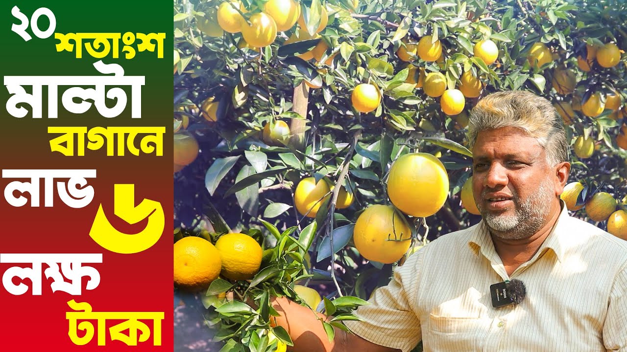মাত্র ২০ শতাংশ জমিতে বারি মাল্টা ১ চাষে বছরে লাভ ৬ লক্ষ টাকা | মাল্টা চাষ পদ্ধতি | Malta Farming