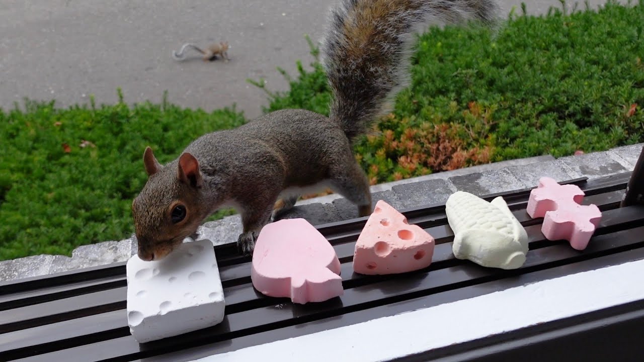 Squirrels' reactions to lava calcium blocks