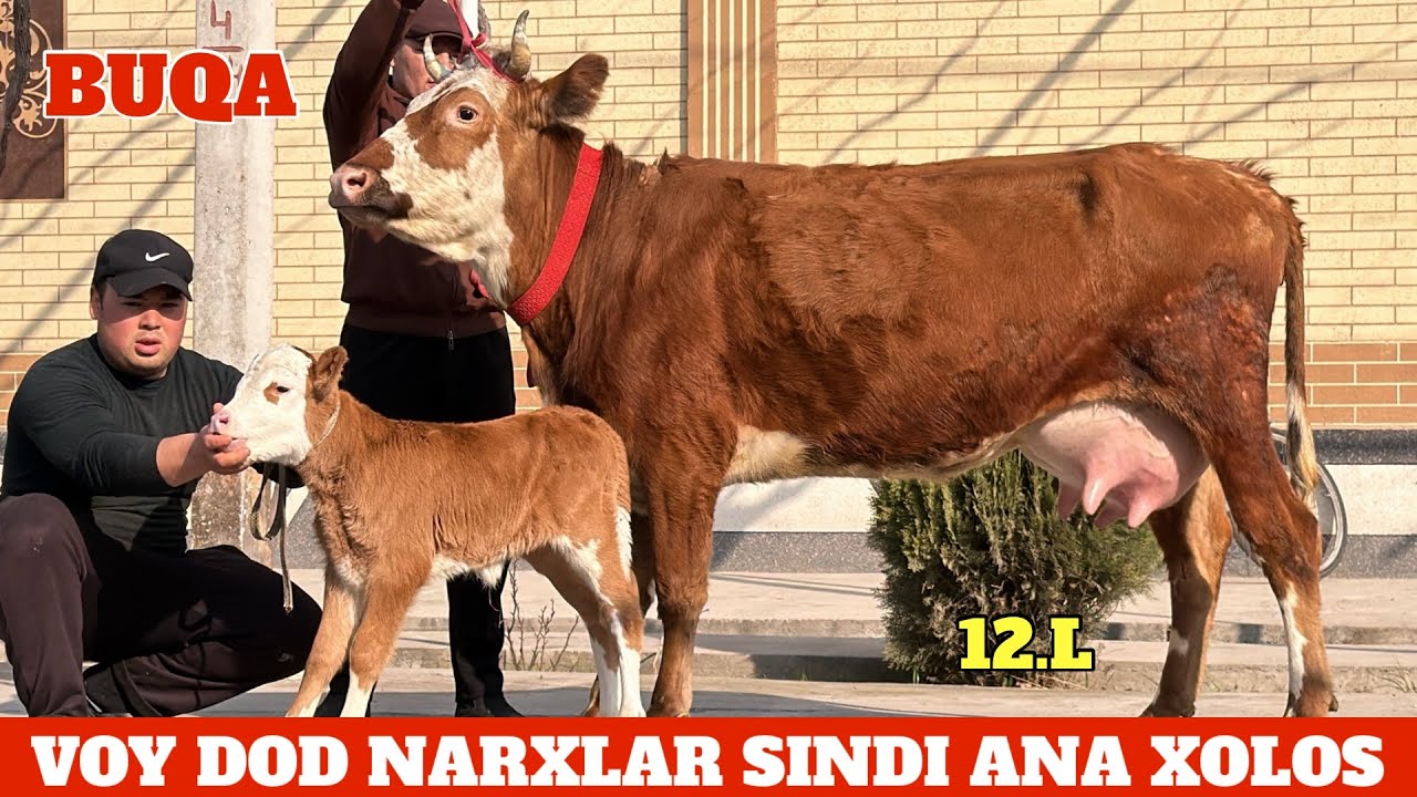 FAZLIDDIN FERMASI JUMA AKSIYASI😍BOLASI BUQA YOSH⭐️NARXLAR BOMBA😳