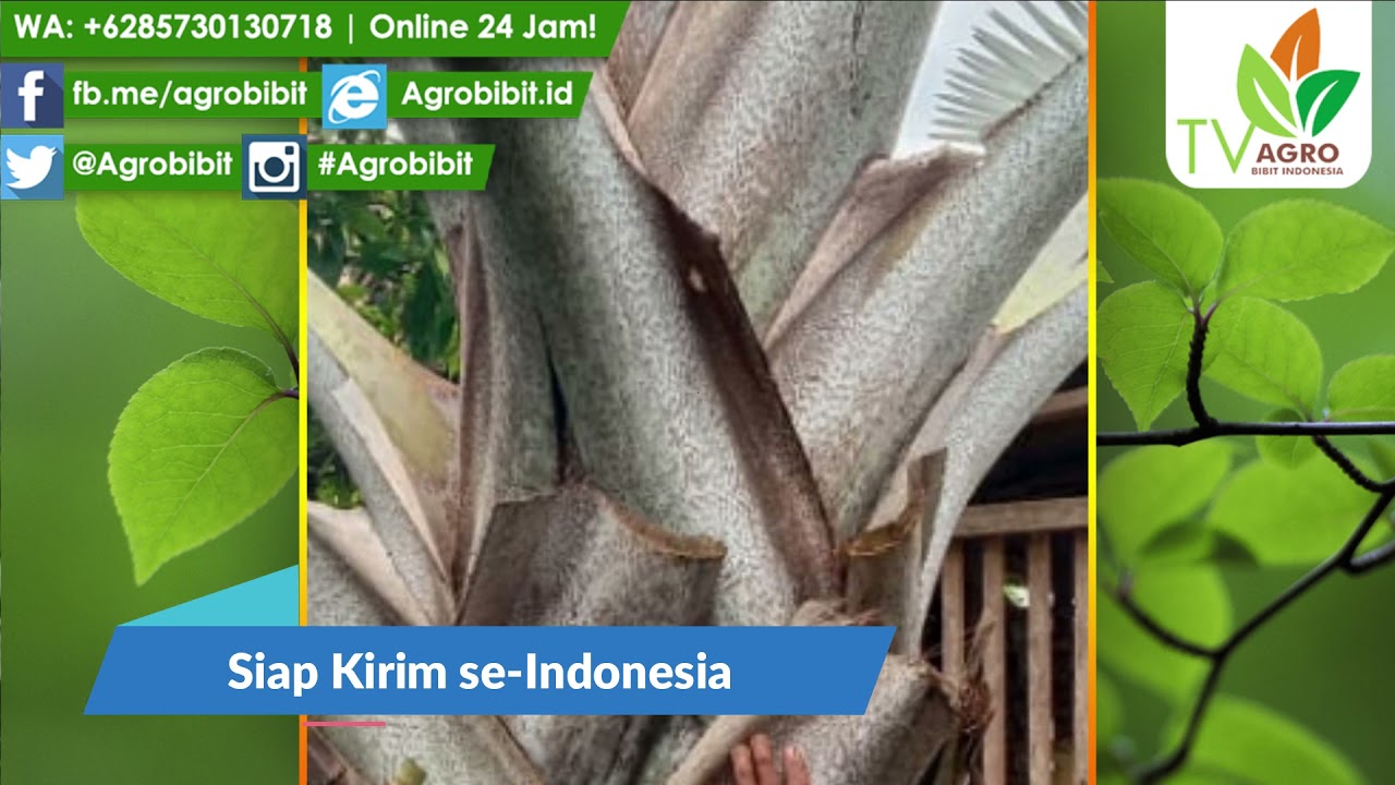 Jual Pohon Palem Bismarkia Silver Asli 3-4 Meter UP