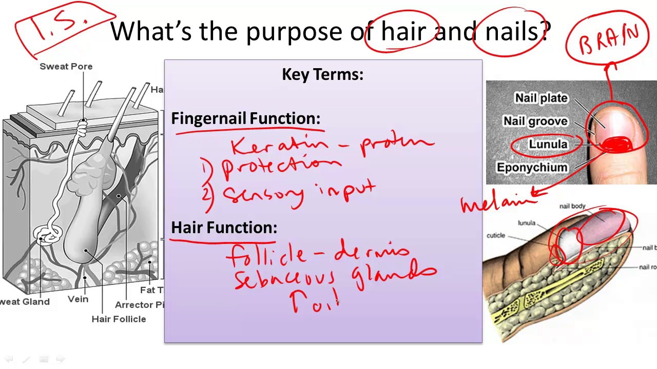 Nail and Hair Structure and Function
