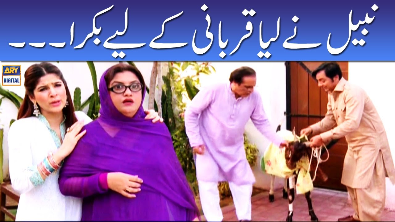 Nabeel Ne Liya Qurbani Ke Liye Bakra - Mehmood Sahab - Bulbulay