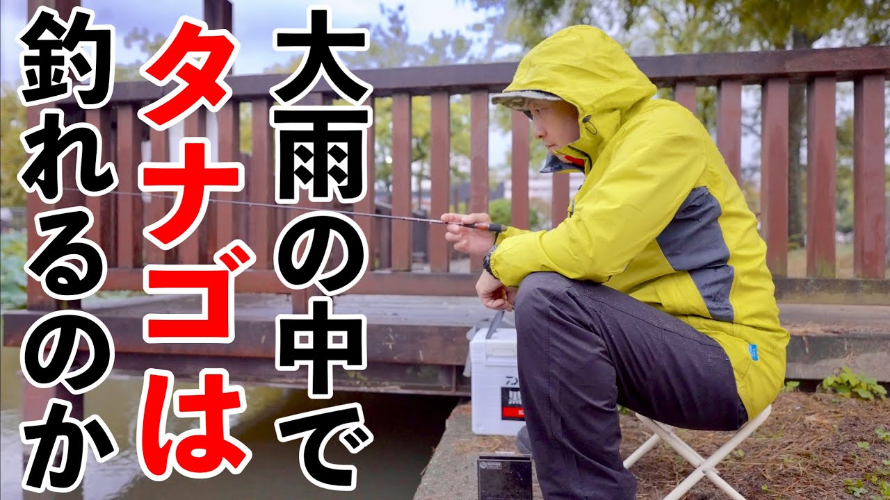 【タナゴ釣り】雨に打たれながらもタナゴ大漁！これが釣り人だ！