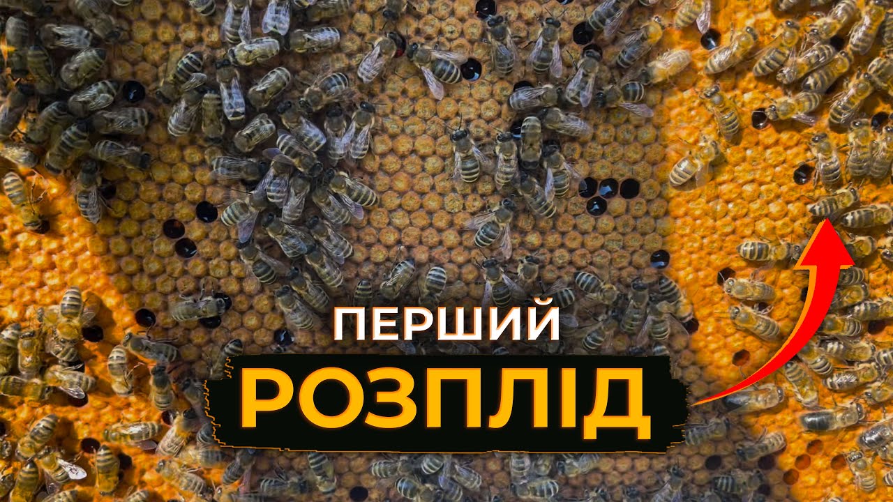 Перше розширення вощиною. Робота на пасіці!