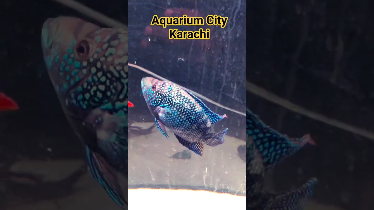 Jack Dempsey Cichlid Fish