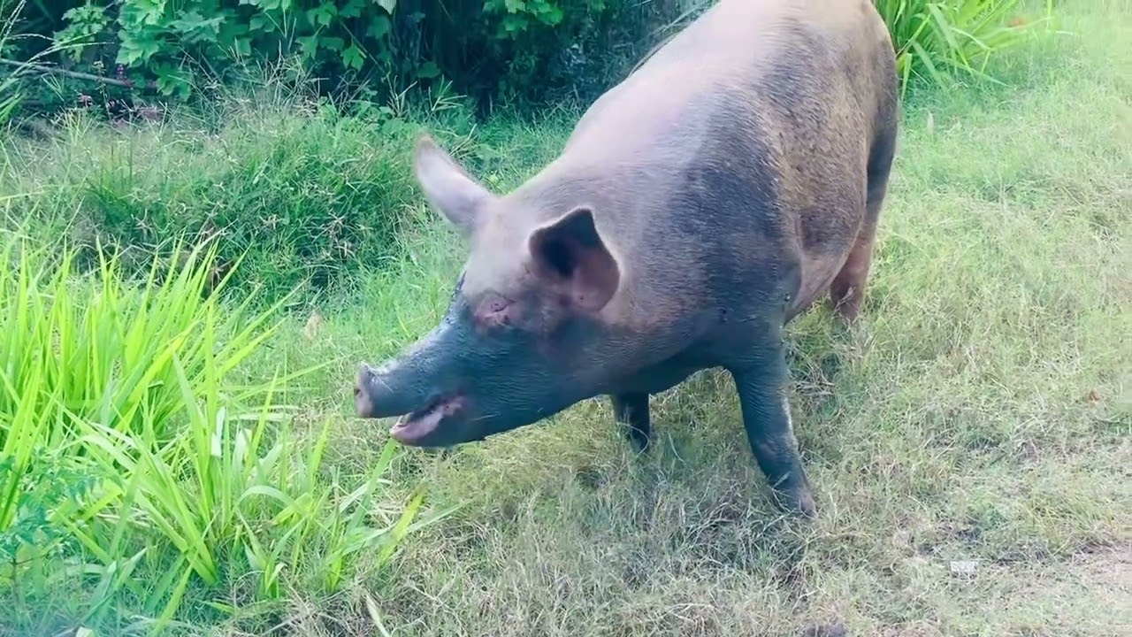 Pig 🐖 pig eating grass 