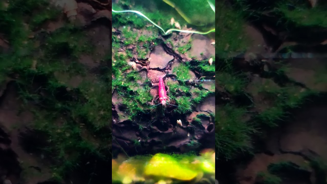 Best Algae Eater For Planted Aquarium - Cherry 🍒 Red Shrimp 🦐🍤