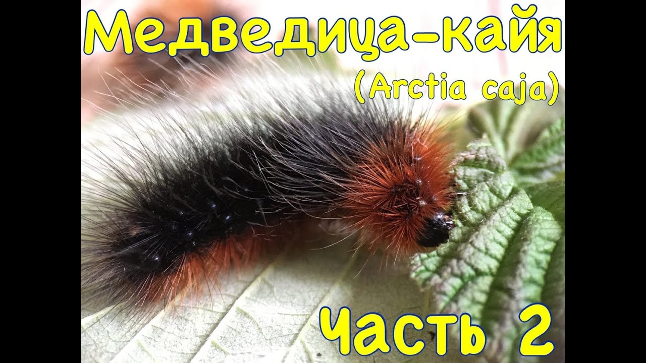 Медведица кайя (Arctia caja). Часть 2
