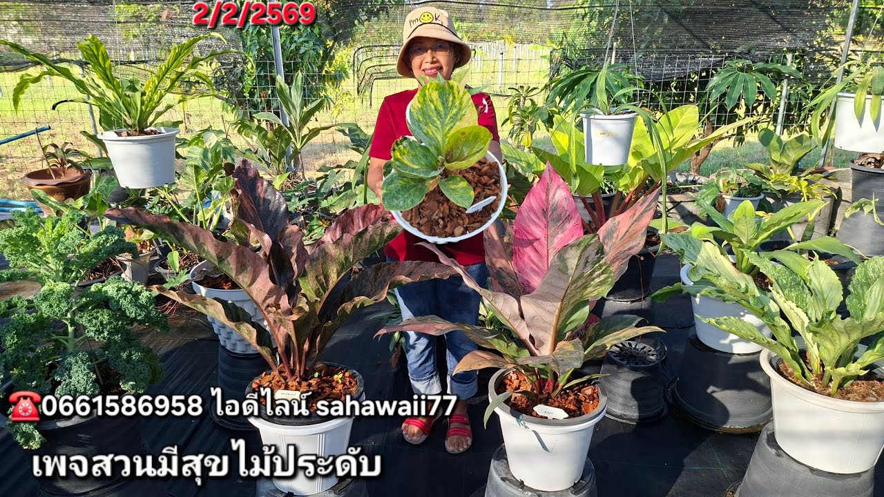☎️0661586958หน้าวัวใบด่างฟอร์มสวยเข้าใหม่ กวักมรกตด่าง ก้านส้มด่าง พิณนาคด่าง โชคเก้าชั้นด่าง