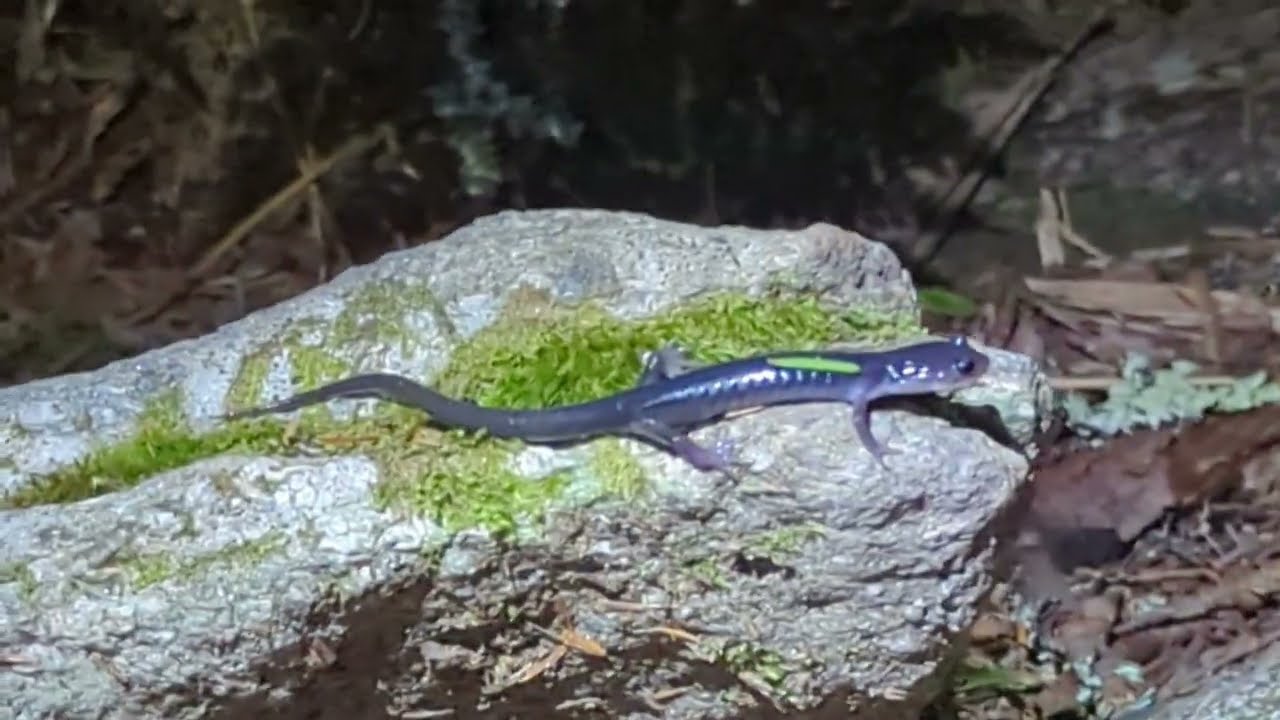 Black salamander