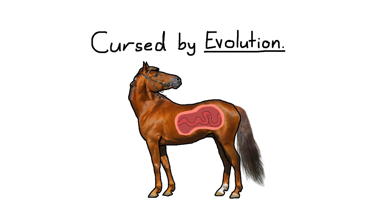 Why Horses Don't Make Sense