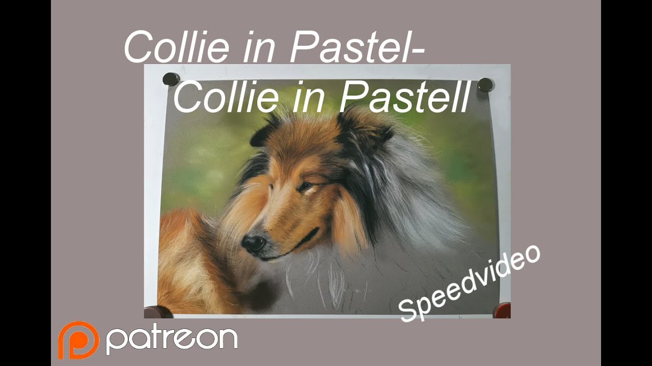 How I draw a Collie in pastel-Wie male ich einen Collie in Pastell?