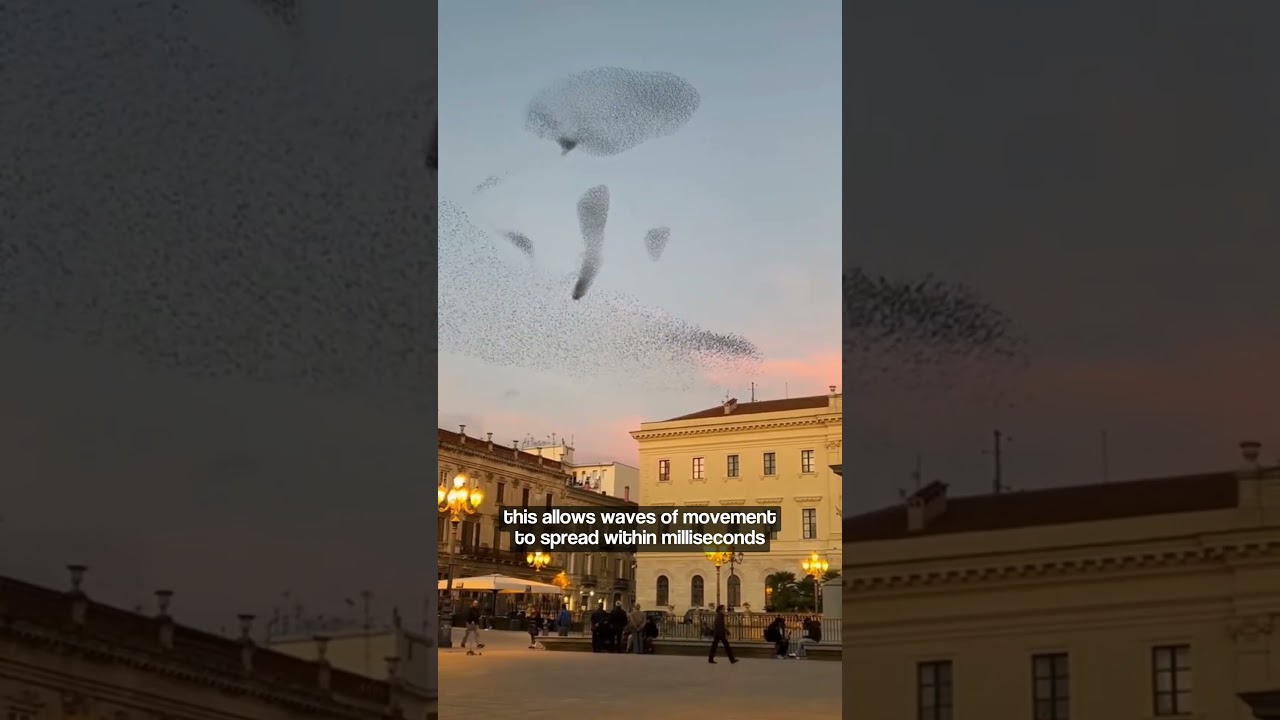 Stunning Murmuration of Starlings in Italy! Nature&rsquo;s Sky Dance!