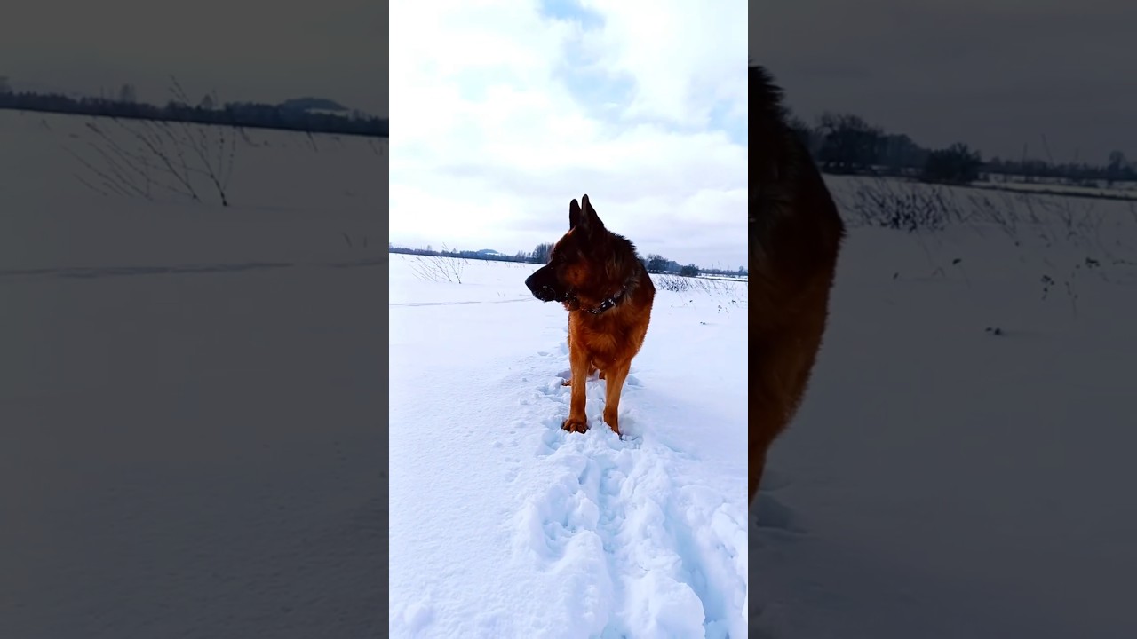 #creatorsearchinsights #dothingsyoudontwanttodo #realwaystomakemoneyfromhome #germanshepherd #trend